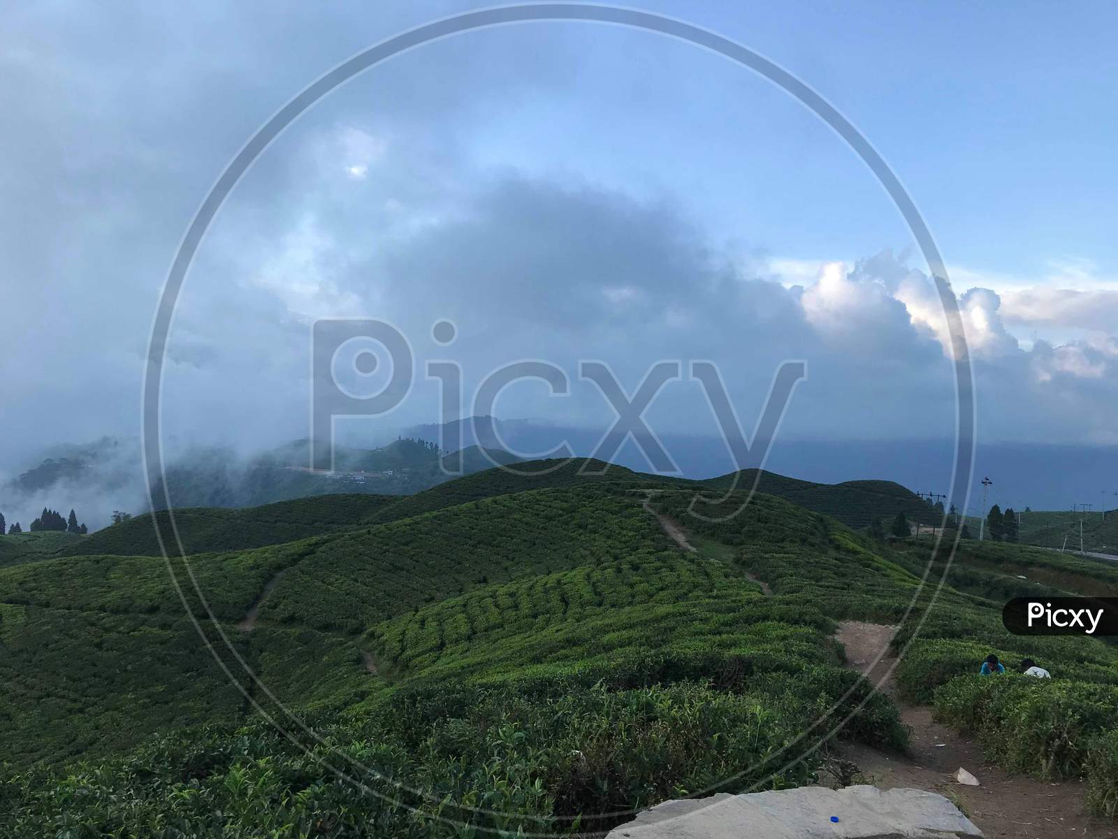 landscape of the mountains and tea garden