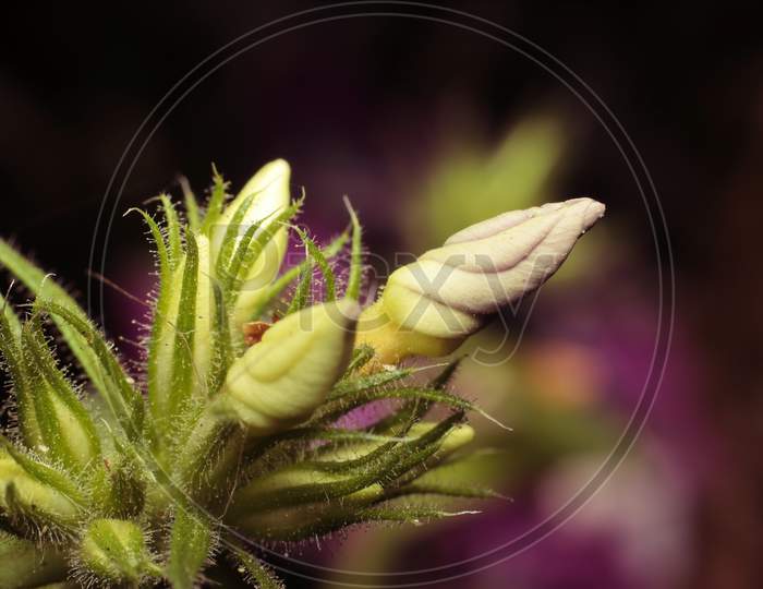 Sadabahar Flower Bud
