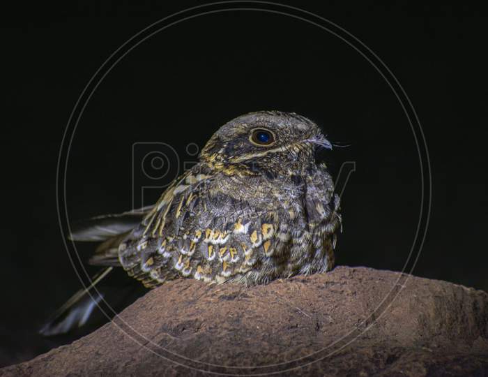 Nightjar (Caprimulgus Ruficollis) Resting On A Rock At Night. Camouflage