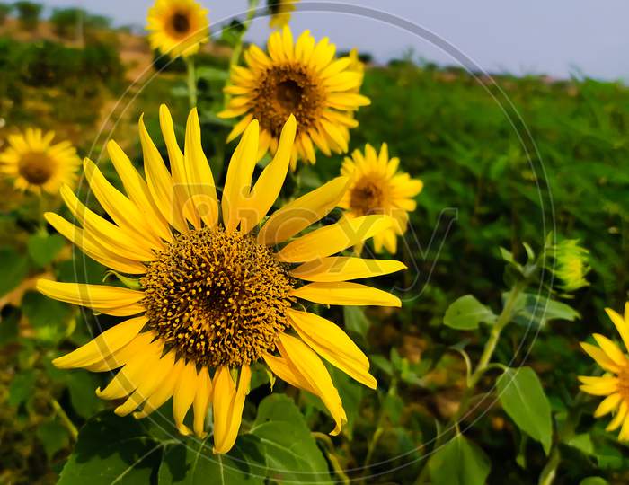 The sun flowers