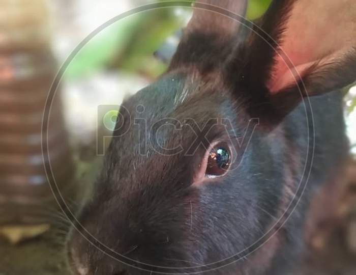 Black Rabbit Close up