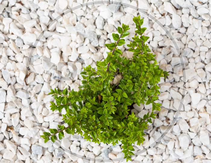 Small Green Bush On The White Stones