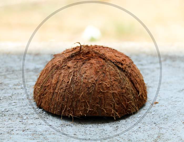 Coconut Shell Cut In Half