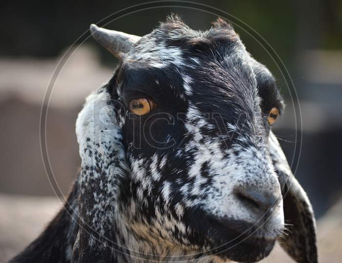 Close up photo of a goat on a farm in the village
