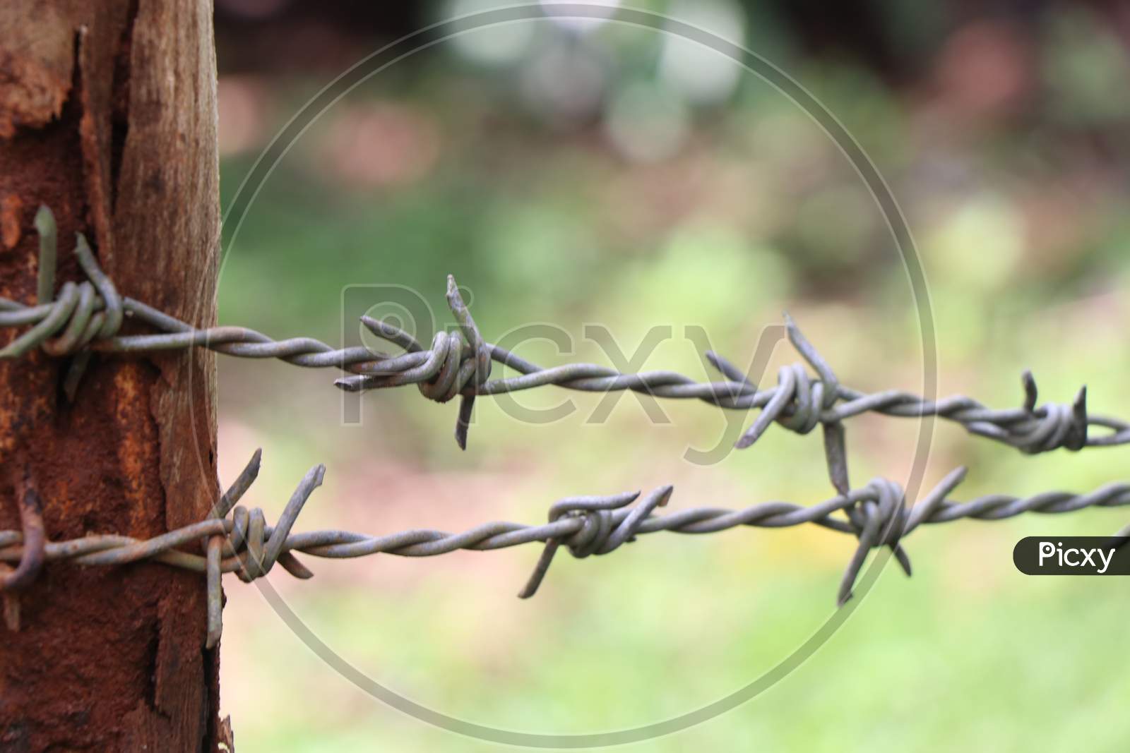 Barbed Wire Or Barb Wire Fence Which Is Having Very Sharp Spikes Nailed To Wood