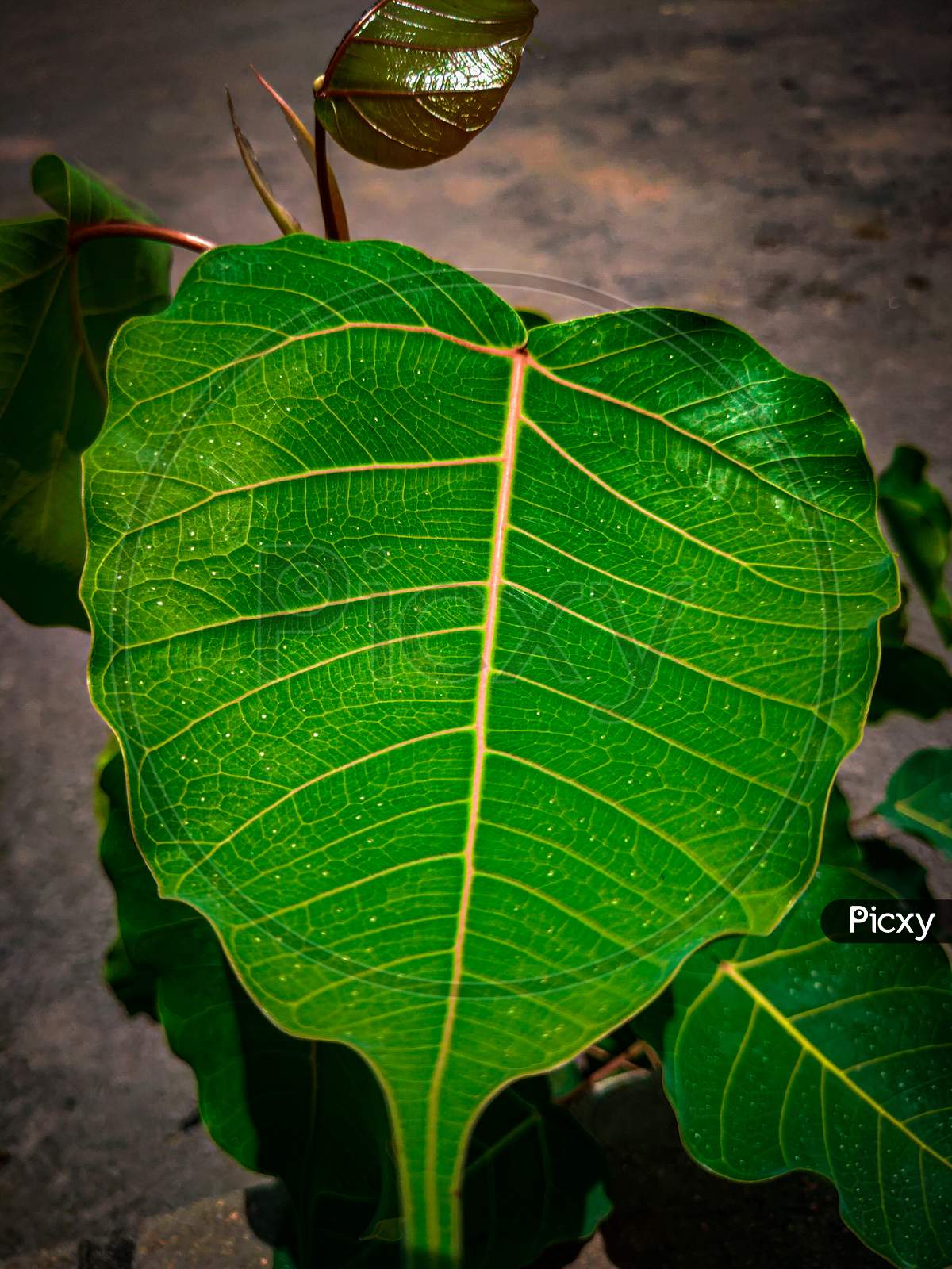 Closeup look of a Banyan leaf