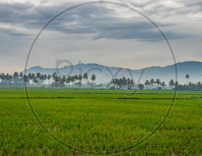 Green Rice Field With Palm Tree And Mountain Background