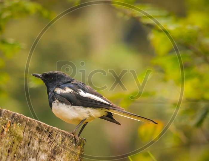 Bird standing on wood. Field blur