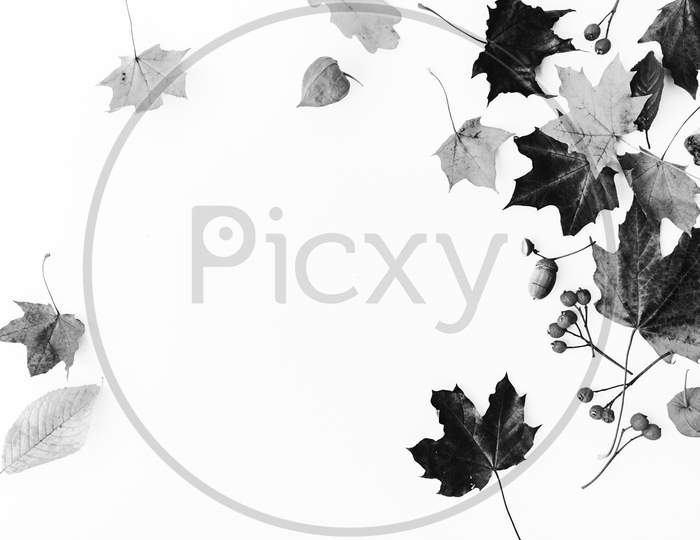 Beautiful view of dried leaves with white background