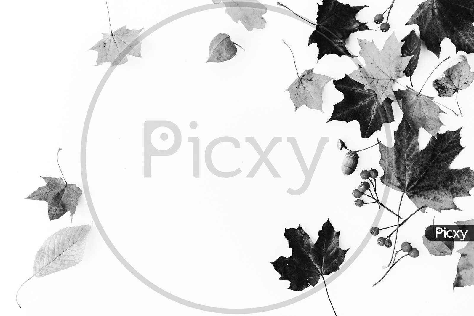 Beautiful view of dried leaves with white background