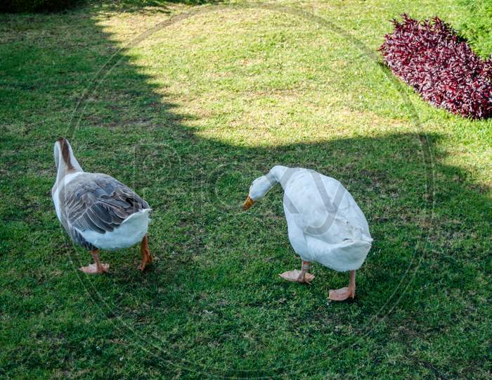 Ducks are Walking In the green resort Garden of Ooty