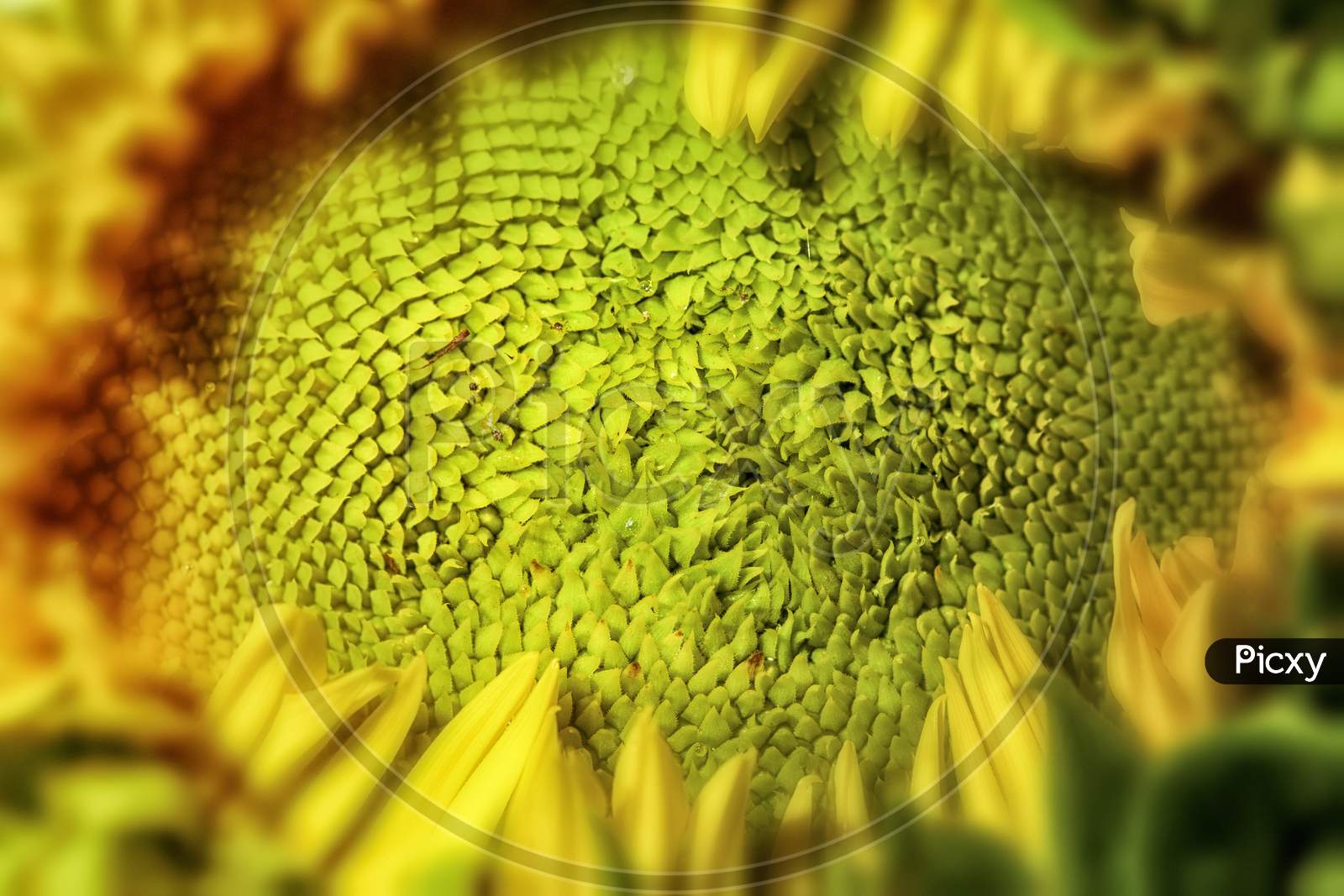 Close-Up Sunflower