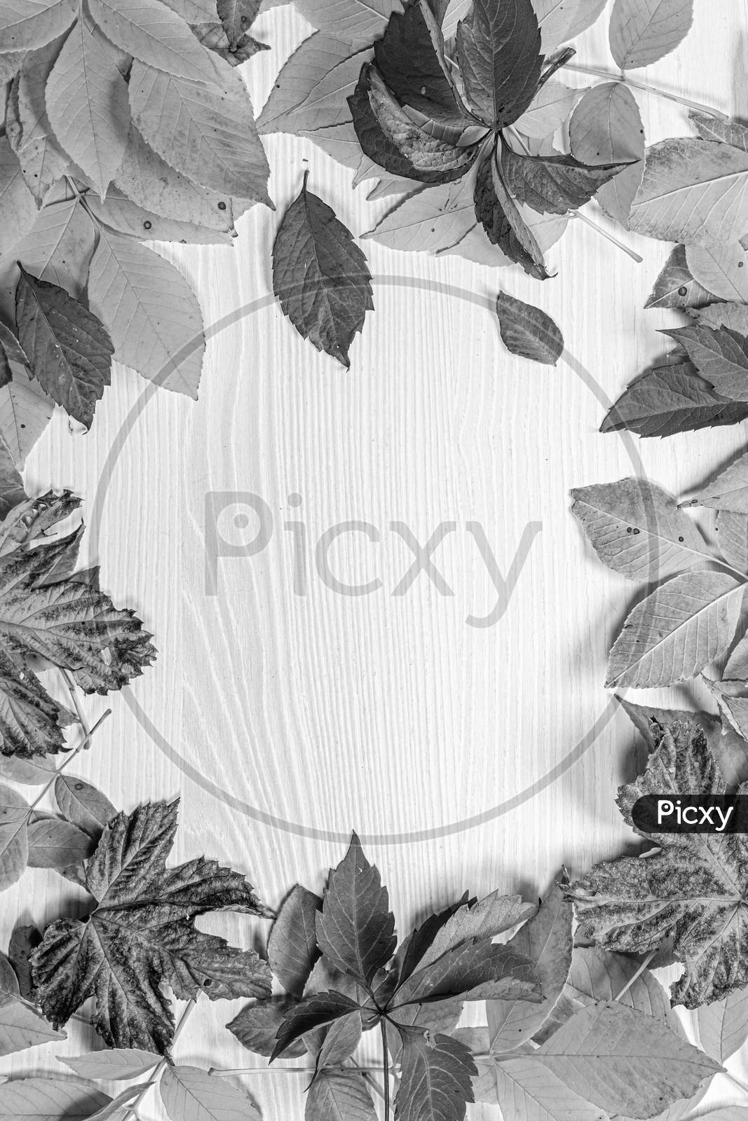 Frame of bright colorful autumn leaves on a white wooden background