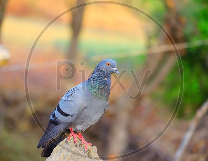 Bird (Pigeon) Sitting On The Rock