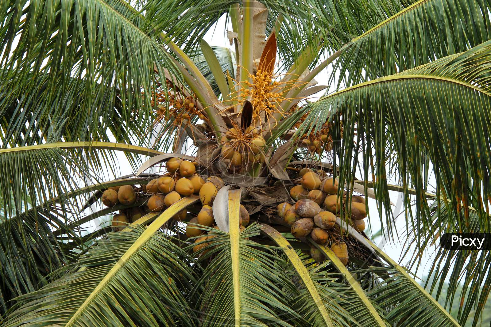Coconut Tree Full Of Coconuts