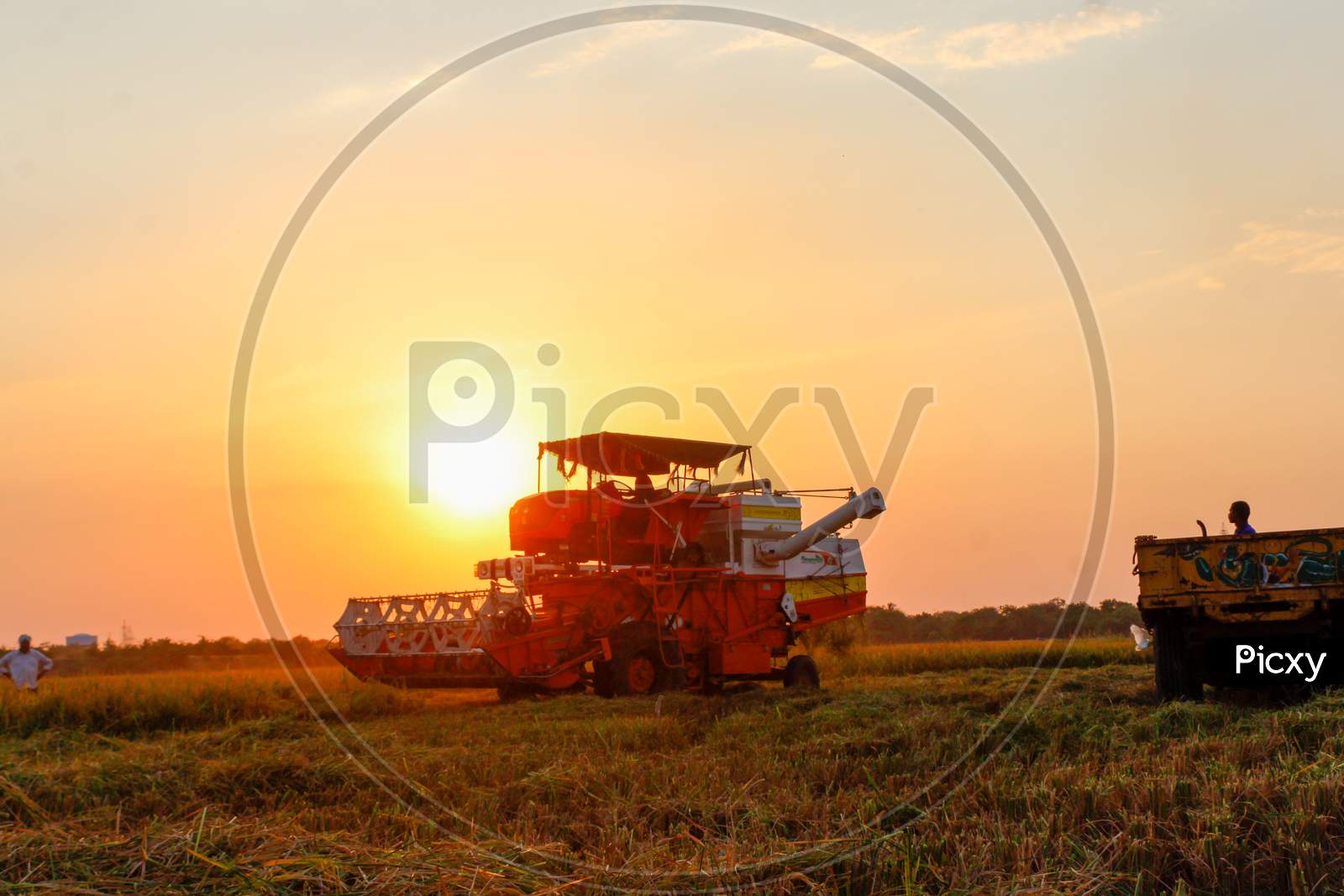 harvesting of paddy field with harvester machine during in golden hour