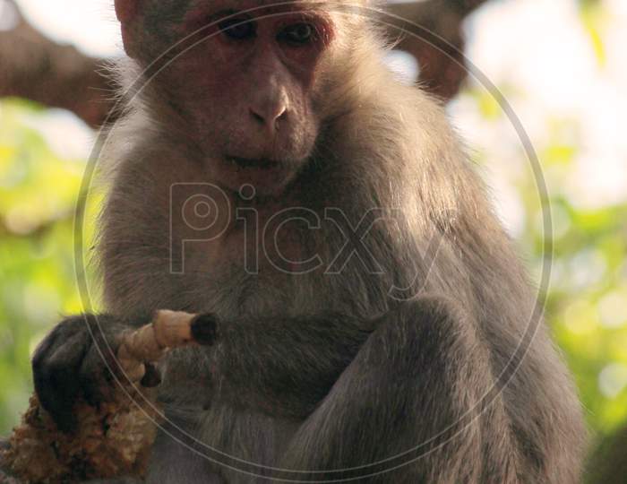 Monkey eating a corn sitting on a tree