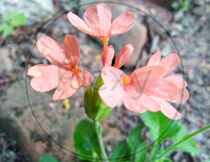 Crossandra flower is also known as Firecracker Flower
