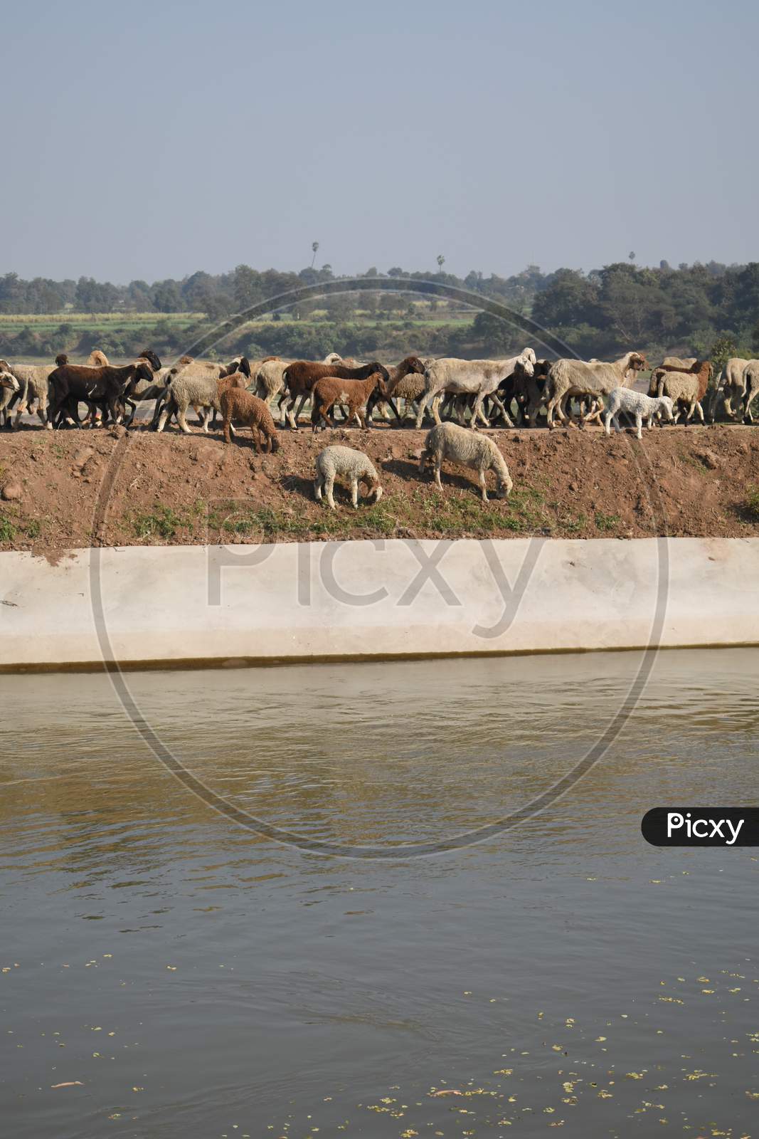 Flock of sheep on the river