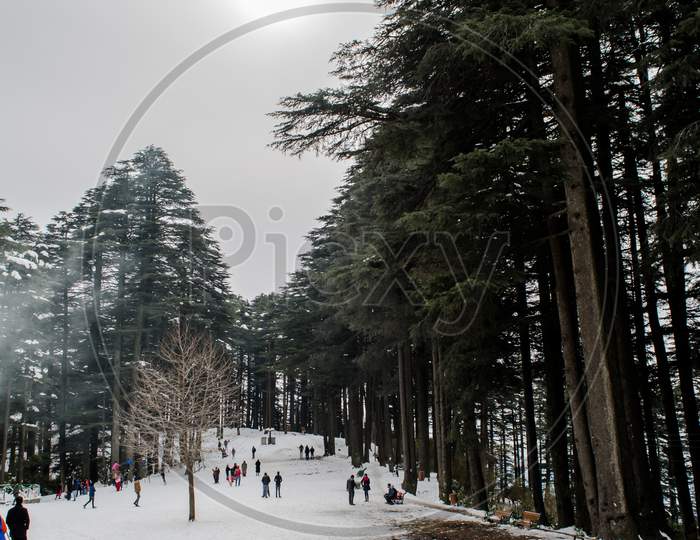 Trees covered with white snow in the himalayan mountain range of Jammu