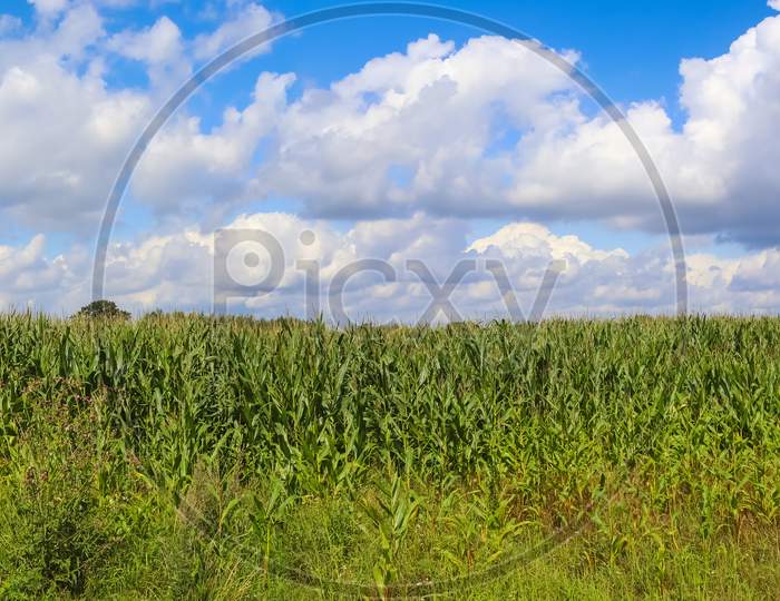 Beautiful panorama of a northern european country landscape with fields and green grass