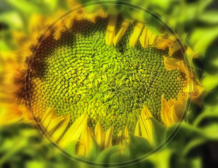 Close-Up Sunflower