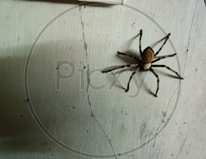 Black, Brown and White Spider on The Wall