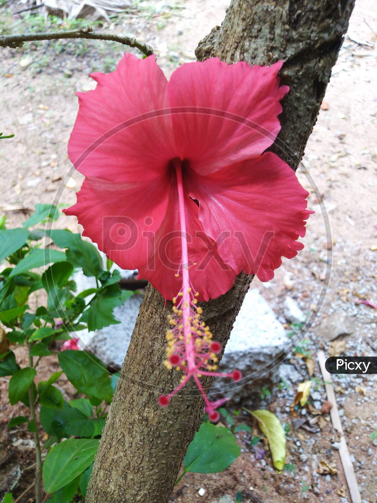 Hibiscus flower image