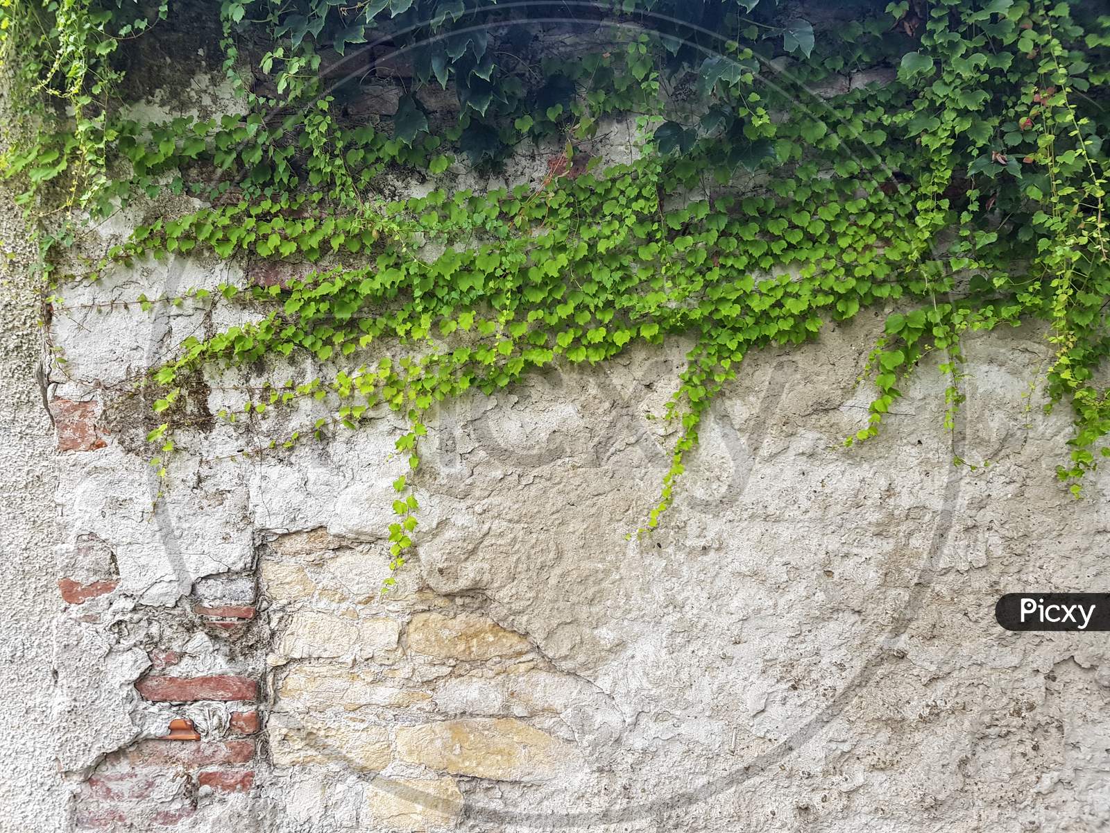 Brick Wall And With Green Ivy
