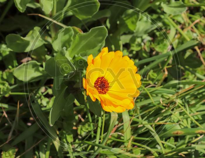 Close up of a beautiful orange calendula marigold flower on a green meadow