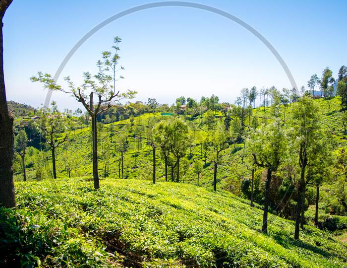 Beautiful view of tea garden and Ooty city of Tamil Nadu