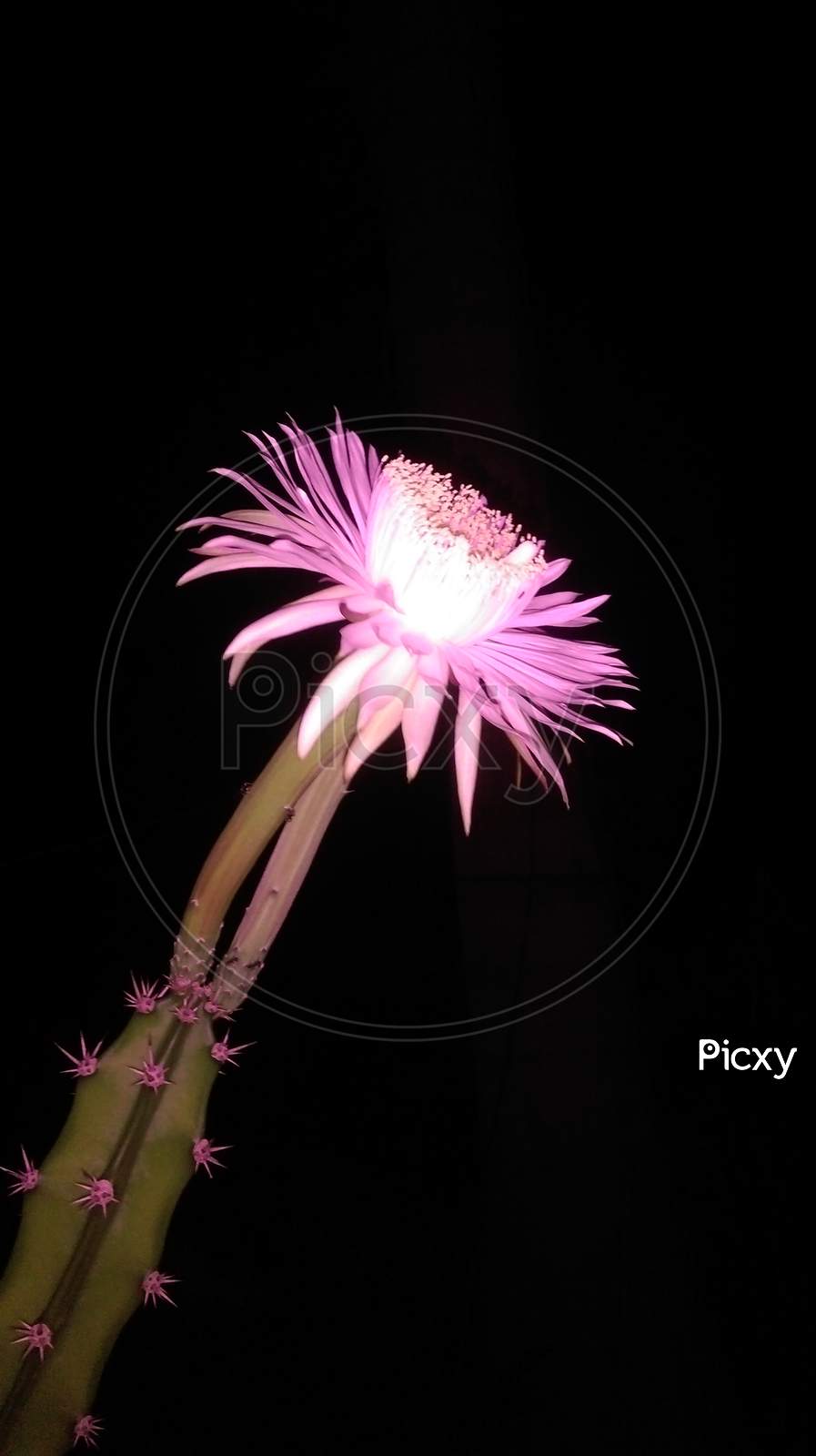 Saussurea obvallata (Brahma Kamal) Pink and White flower