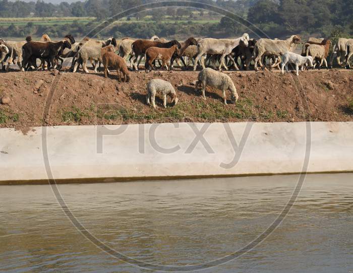 Flock of sheep on the river