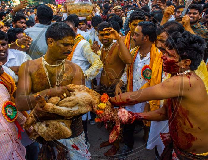 devotees offering goat to the god in bonalu festival