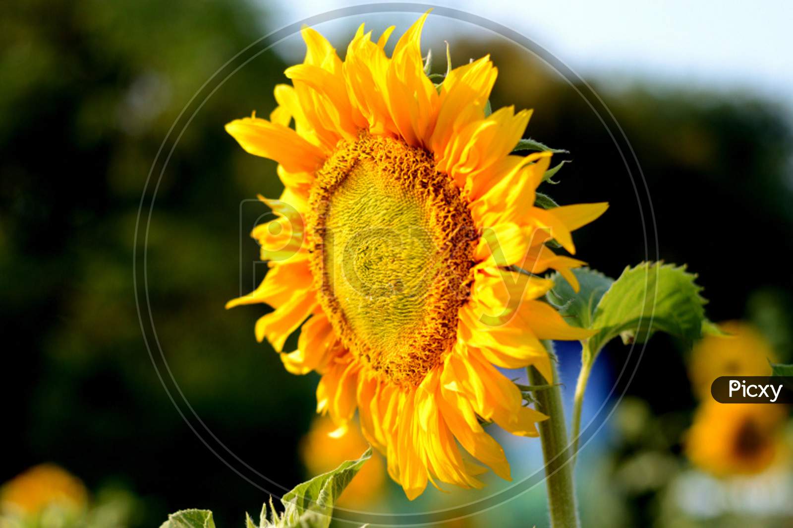 Yellow Petal Sunflower