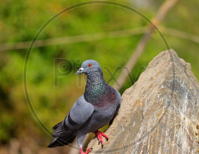 Blue Dove Bird Sitting On Rock