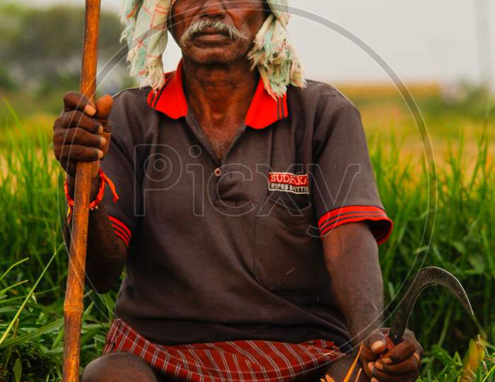 farmer in the paddy fields near pegadapally, warangal,telangana