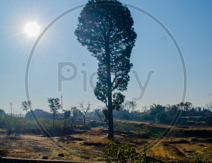 Pine Tree Forests near patnitop, nathatop jammu India