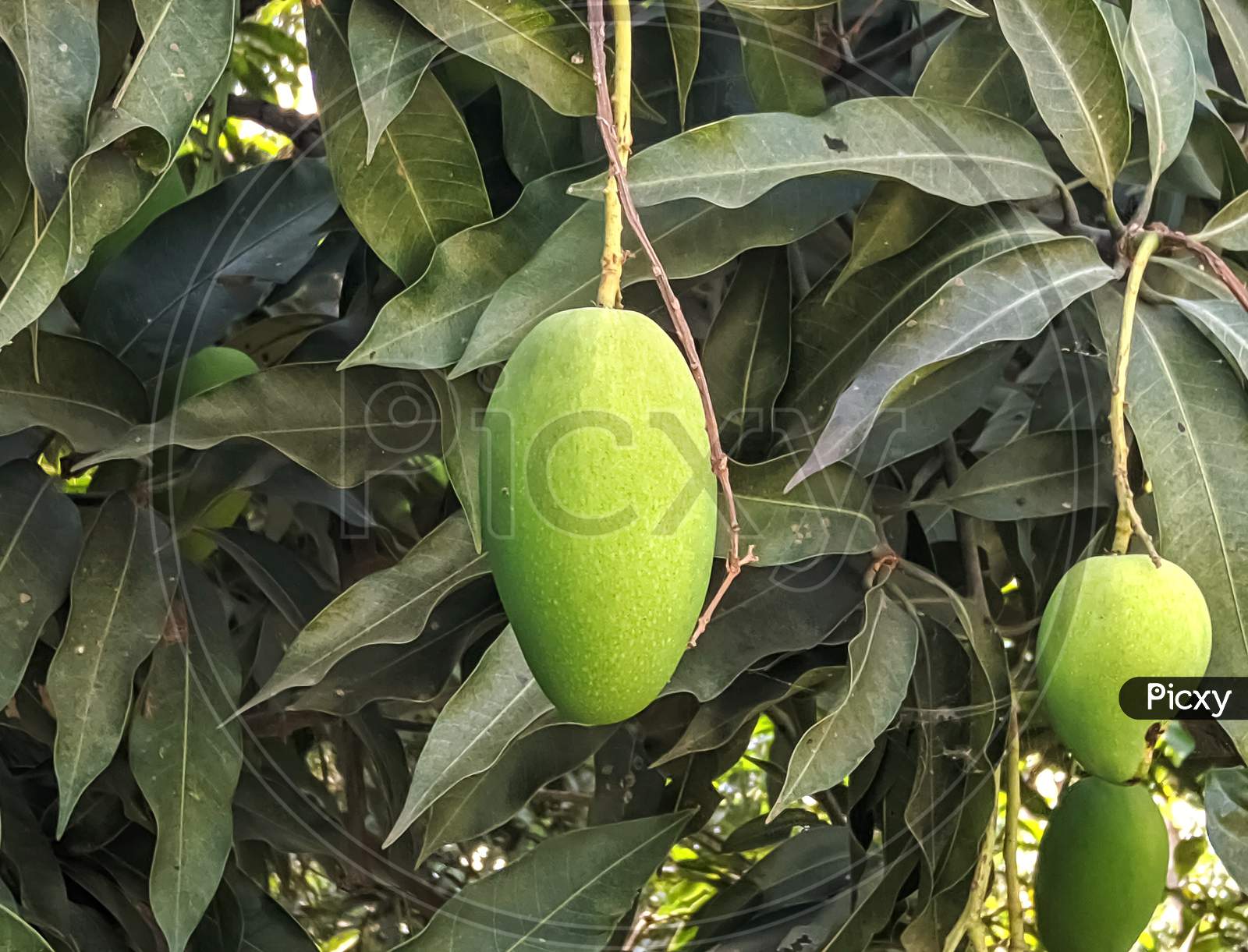 Green mango