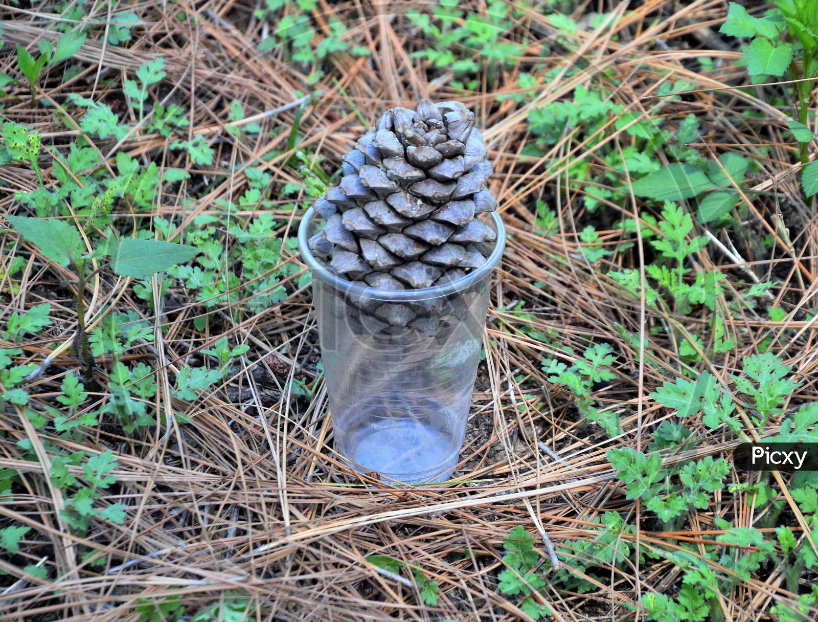 Pine Tree Fruit In Plastic Glass Himachal Pradesh India