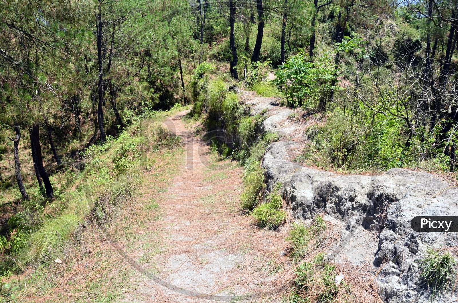 Human Pathway In Forest Of Kangoo Town Himachal Pradesh India