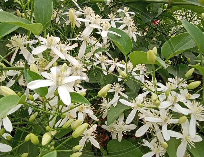 Night blooming jasmine