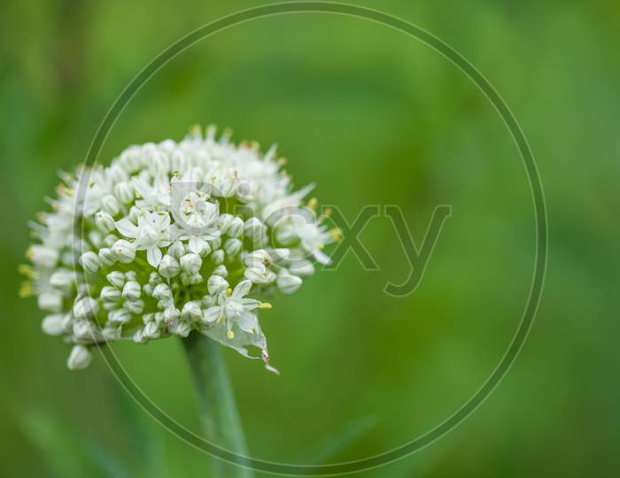 Onion White Flower