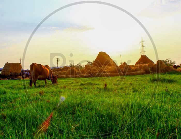 cow grazing in a grassland with haystack in background