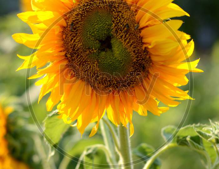 Radiant Sunflower