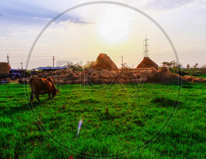 cow grazing in a grassland with haystack in background