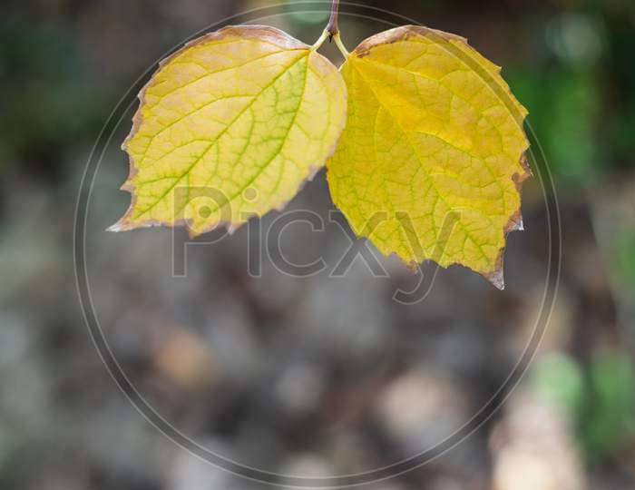 Two Yellow Leaves At The End Of A Brown Branch