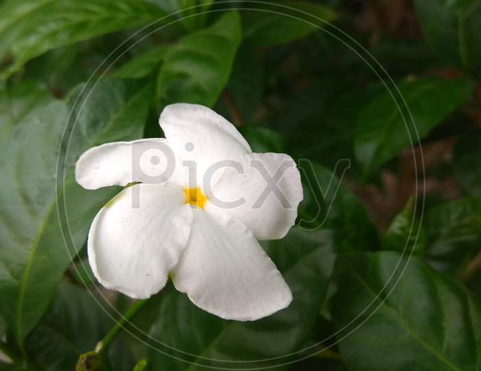 Close up The Gardenia Crape Jasmine flower. (Scientific name- Tabernaemontana pandacaqui Lam.).Close up green Gardenia jasminoides (gardenia, cape jasmine, cape jessamine, danh danh, jasmin).
