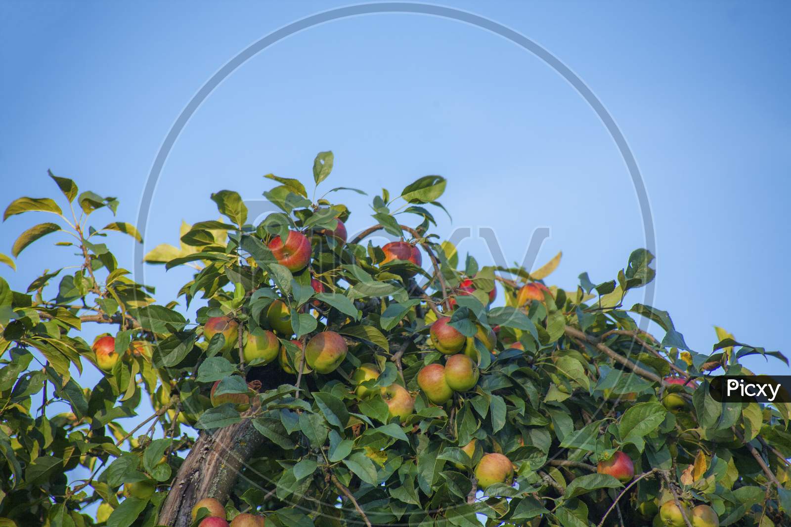 Apple Tree With Fruits And Leaves