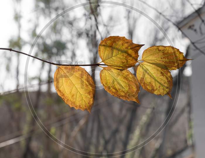 Yellow And Orange Leaves On The End Of A Brown Branch